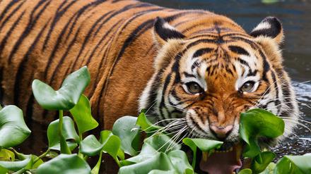 Bedroht. Die Zahl der Tiger, hier eine Aufnahme aus einem Zoo, ging in den vergangenen Jahrzehnten deutlich zurück. Zuletzt haben sich die Bestände jedoch wieder etwas erholt.