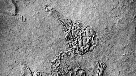 Gut erhalten. Der kleine Vogel fand an jähes Ende und wurde am Grund eines Sees begraben. Dort wurde er so gut konserviert, dass sein Mageninhalt 47 Millionen Jahre erhalten blieb.
