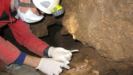 Spurensuche. Aufnahme einer Ausgrabung in der Blätterhöhle bei Hagen. Den Wissenschaftlern zufolge haben dort einheimische Jäger und Sammler im steinzeitlichen Mitteleuropa mehr als 2000 Jahre parallel mit eingewanderten Ackerbauern gelebt. 
