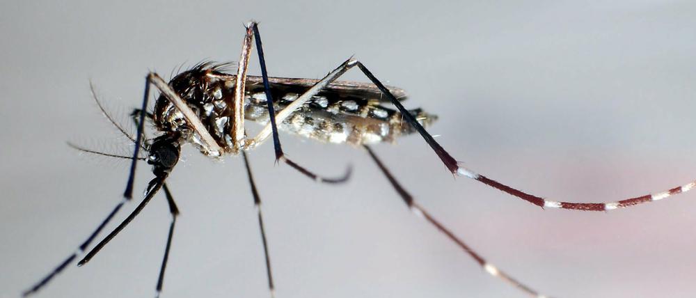 Zika wird vor allem durch Moskitos übertragen.
