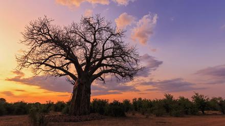 Ein stattlicher Baobab im Gonarezhou National Park, Zimbabwe.