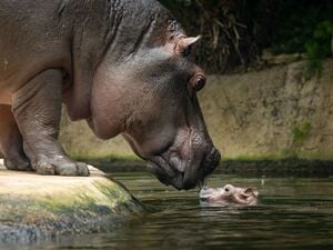 Der Zoo sucht einen Namen für das Flusspferd.