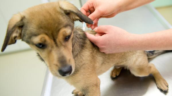 Da Parasiten von Hunden auch auf den Menschen übertragen werden können, sind Wurmkuren die sicherste Variante für die tierische und auch die menschliche Gesundheit.