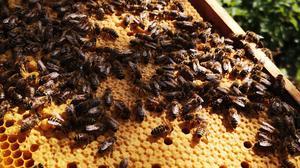 Ganz schön viel los: Bienenvölker gibt es auf dem Campus in Dahlem und Düppel