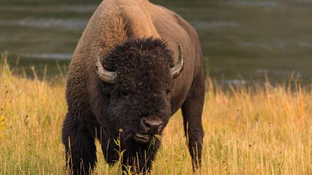 Bisons sind vor allem in den Vereinigten Staaten beheimatet, zum Beispiel im Yellowstone Nationalpark. Jetzt gibt es sie auch in Brandenburg.