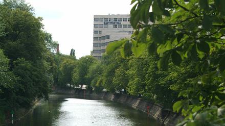 Viele Berliner Stadtbäume sind durch die lange Trockenheit so geschwächt, dass sie gefällt werden müssen.