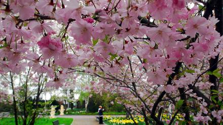 Kirschblüten in den Gärten der Welt in Marzahn-Hellersdorf.