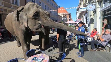 So weit war's dieses Mal dann doch nicht: Die indischen Elefantenkühe "Nanda" und "Maja" spazieren hier durch eine Fußgängerzone in Stendal (Sachsen-Anhalt).