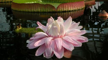 "Victoria amazonica" liebt es warm: Die Riesenseerose braucht 30 Grad warmes Wasser um zu wachsen - und ist eine der Highlights des Botanischen Gartens Berlin. Weltweit sind nur zwei Arten bekannt und in Südamerika beheimatet