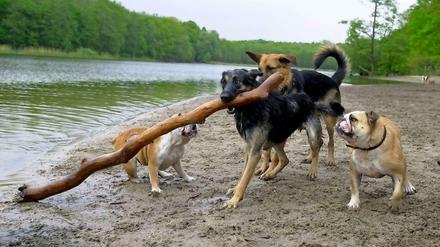 Am Grunewaldsee dürfen Hunde auch künftig toben. Doch vielleicht werden Teile der Naturschutzgebiete im Wald für sie gesperrt.
