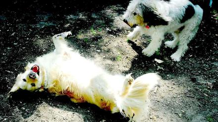 Umstritten: Hunde am Schlachtensee und an der Krummen Lanke