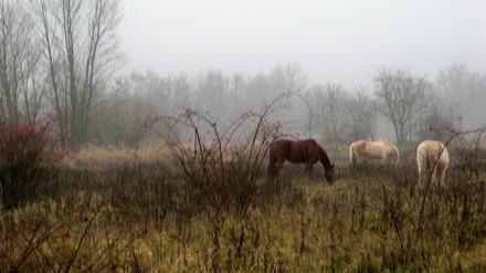 Das ganze Jahr über draußen: Die Pferde der Reitgemeinschaft Holderhof fungieren als "Weidemäher" in der "Lichterfelder Weidelandschaft".