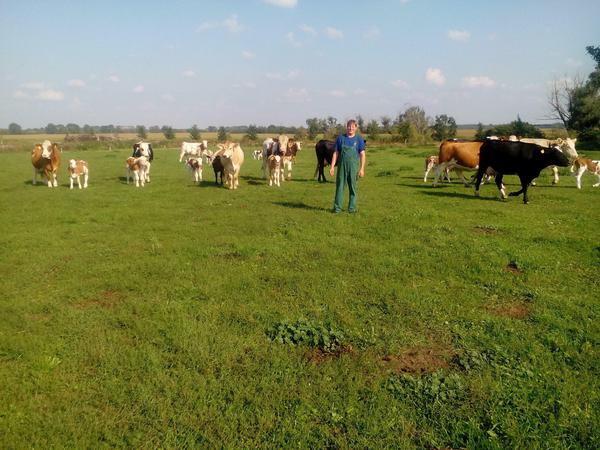 Auch um mehrere Dutzend Kühe kümmert sich Peter de Vries - und im Moment um Hunderte Zuschriften aus aller Welt