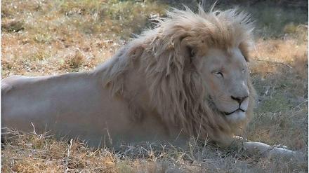 Wildtiere wie dieser Löwe gehören aus Sicht der Bezirksverordneten nicht in den Zirkus.