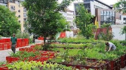 Ein Garten mitten in Kreuzberg. Die Prinzessinnengärten zeigen seit einigen Jahren, dass Anbau in der Stadt möglich ist. 