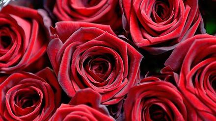 Beliebt am Valentinstag: die roten Rosen.