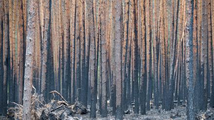 Laubsauger gegen Waldbrände? Mehr dazu im Leute-Newsletter