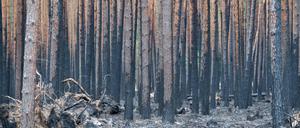 Laubsauger gegen Waldbrände? Mehr dazu im Leute-Newsletter