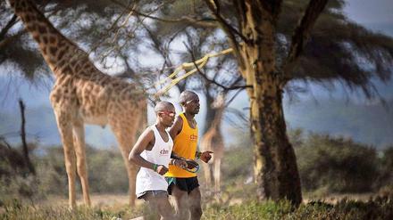 Henry Wanyoike (links) mit seinem Begleitläufer und Freund Joseph Kibunya beim täglichen Lauftraining unter etwas anderen Trainingsbedingungen in Kenia.