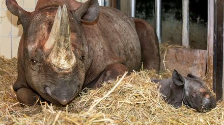 Das 20 Kilo schwere Nashornbaby mit seiner Mutter