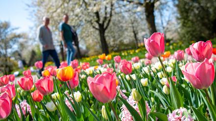 Besucher gehen beim sonnigen Wetter im Britzer Garten an blühenden Tulpen und Hyazinthen vorbei. 