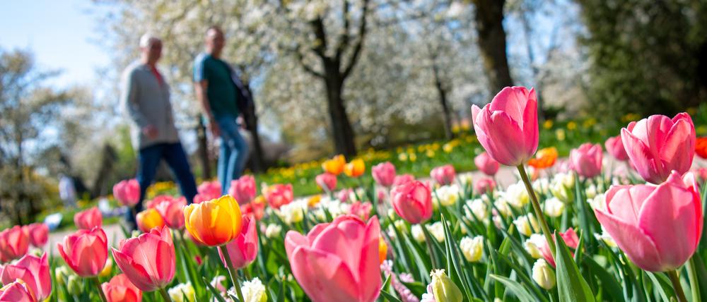 Besucher gehen beim sonnigen Wetter im Britzer Garten an blühenden Tulpen und Hyazinthen vorbei. 