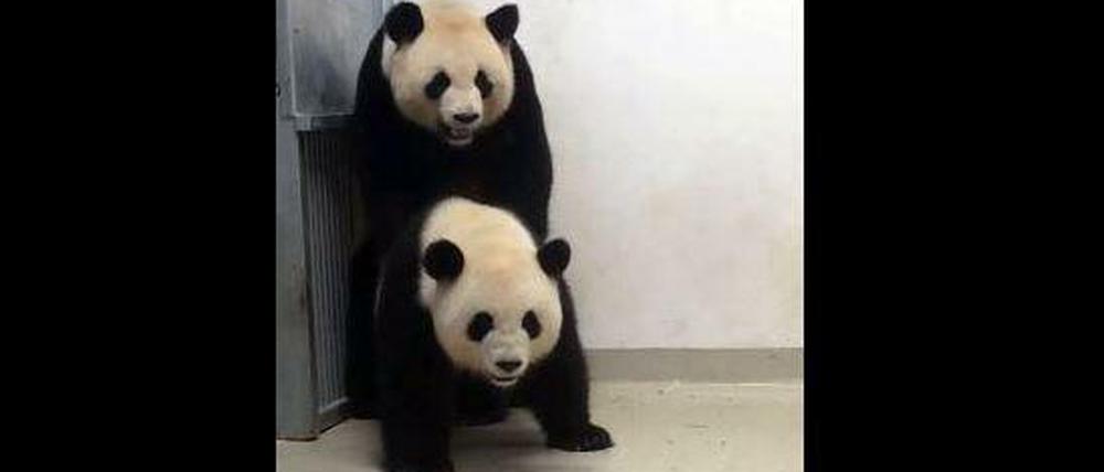 Einer von sieben Paarungsversuchen der beiden Pandas.