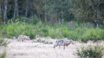 Zwei Wolfswelpen streifen durch die Kernzone der Döberitzer Heide. In der Döberitzer Heide hat sich ein Rudel Wölfe angesiedelt. Zurzeit leben hier zwei Alttiere mit vier Welpen. +++ dpa-Bildfunk +++