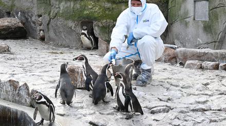 Ein Mitarbeiter des Karlsruher Zoo füttert in einem Schutzanzug Pinguine. Anfang Februar wurde aviäre Influenza, eine hochansteckende Form der Vogelgrippe, im Karlsruher Zoo nachgewiesen.