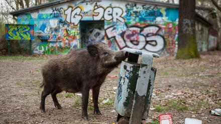 Stadtbesucher. Vor allem am Stadtrand sind in Berlin - wie hier in Tegel - viele Wildschweine anzutreffen. 