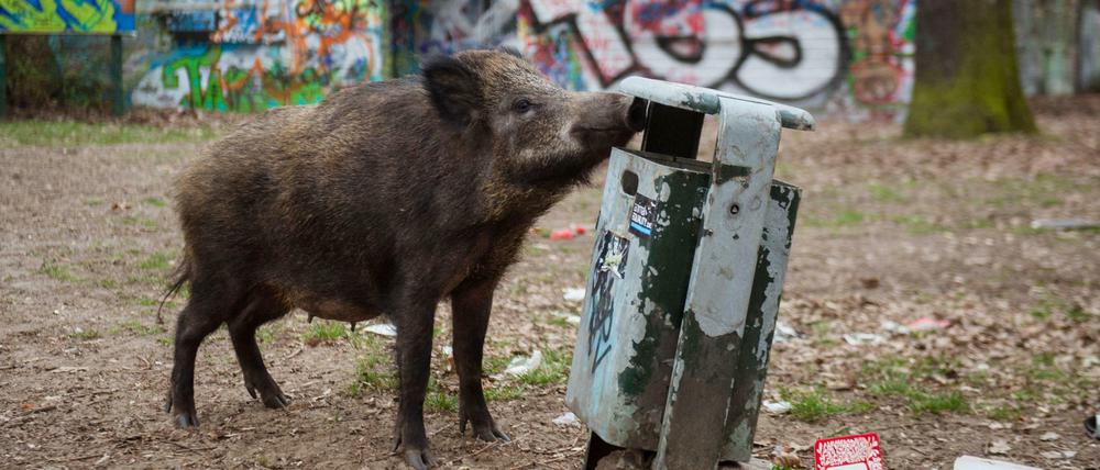 Stadtbesucher. Vor allem am Stadtrand sind in Berlin - wie hier in Tegel - viele Wildschweine anzutreffen. 