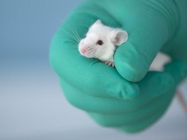 Mehr als 90 Prozent der Tierversuche in Berlin fanden zuletzt mit Mäusen und Ratten statt.