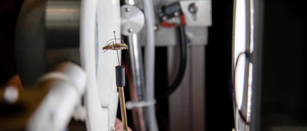 Ein aufgespießtes Insekt wird bei der Vorstellung des ersten 3D- Insektenscanners im Berliner Naturkundemuseum eingescannt.