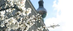 Berlin, der Frühling ist da: erste Blüten und Blätter an Baum und Strauch.