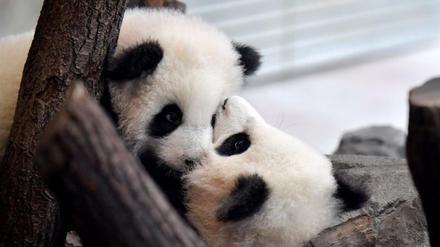 Die Panda-Zwillinge Meng Xiang und Meng Yuan im Berliner Zoo.
