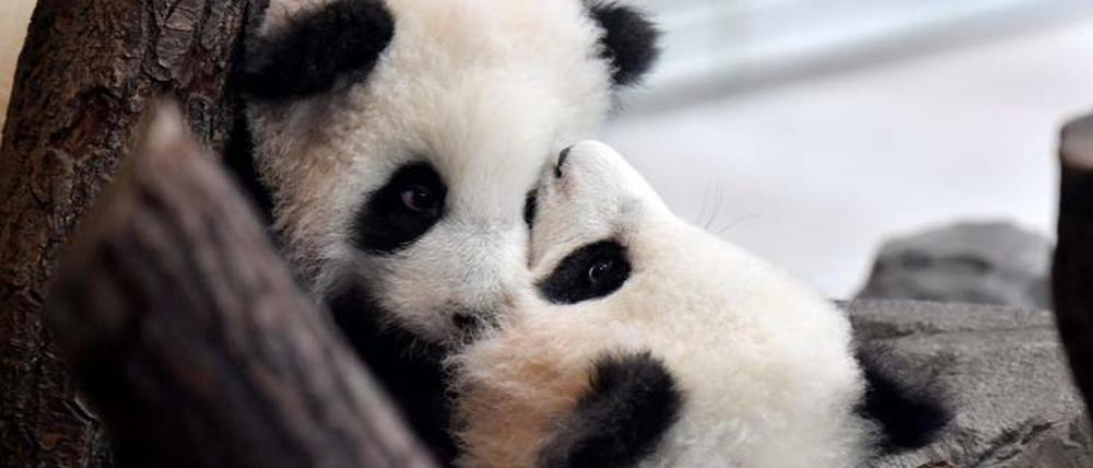 Die Panda-Zwillinge Meng Xiang und Meng Yuan im Berliner Zoo.