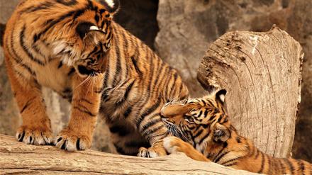 Und die Sumatra-Tiger erst! Die Vierlinge sind im Sommer 2018 geboren und immer noch ziemlich flauschig und verspielt.