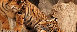 Und die Sumatra-Tiger erst! Die Vierlinge sind im Sommer 2018 geboren und immer noch ziemlich flauschig und verspielt.