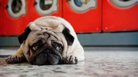 Ein Hund der Rasse Mops liegt auf dem Fußboden eines Waschsalons.