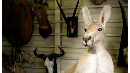 Dieses Känguru hat seine besten Tage schon hinter sich. Es steht ausgestopft im Berliner Naturkundemuseum.