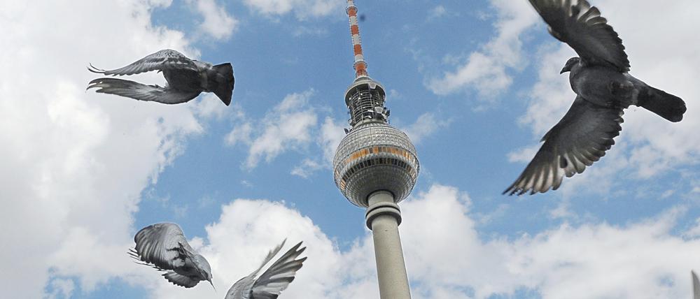 Tauben vor dem Fernsehturm in Berlin.
