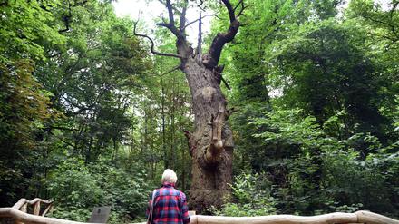 Der älteste Baum von Berlin, die „Dicke Marie“ an der Malche in Reinickendorf