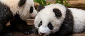 Bald zu bestaunen. Die Pandajungen Meng Yuan (l.) and Meng Xiang dürften die neuen Stars im Zoo werden.