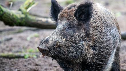 Ein Wildschwein steht in einem Wildgatter, die Tiere erkrankten in Polen zuletzt vermehrt.