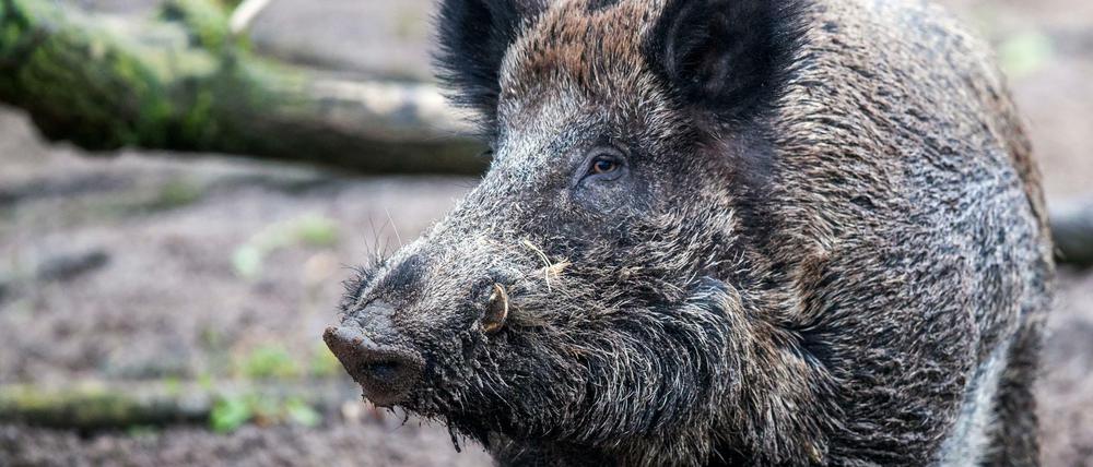 Ein Wildschwein steht in einem Wildgatter, die Tiere erkrankten in Polen zuletzt vermehrt.