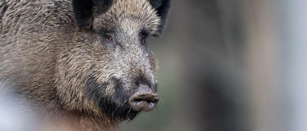Ein Wildschwein steht im Tier-Freigelände im Nationalparkzentrum Lusen im Wald. Die Afrikanische Schweinepest ist erstmals am Berliner Stadtrand nachgewiesen worden.