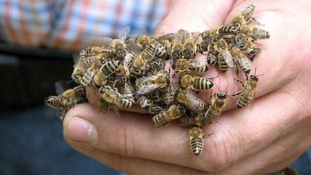 Bienen der Art „Apis mellifera carnica“ stechen nur, wenn sie sich bedroht fühlen