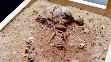 Die Knochen stammen von einem bestatteten Kleinkind aus der Mittelsteinzeit. Es wurde auf einem Berg in der Uckermark gefunden und stammt vermutlich aus dem Jahr 6400 v.Chr.