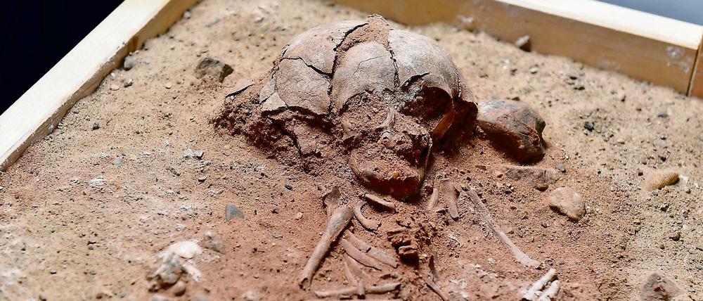 Die Knochen stammen von einem bestatteten Kleinkind aus der Mittelsteinzeit. Es wurde auf einem Berg in der Uckermark gefunden und stammt vermutlich aus dem Jahr 6400 v.Chr.