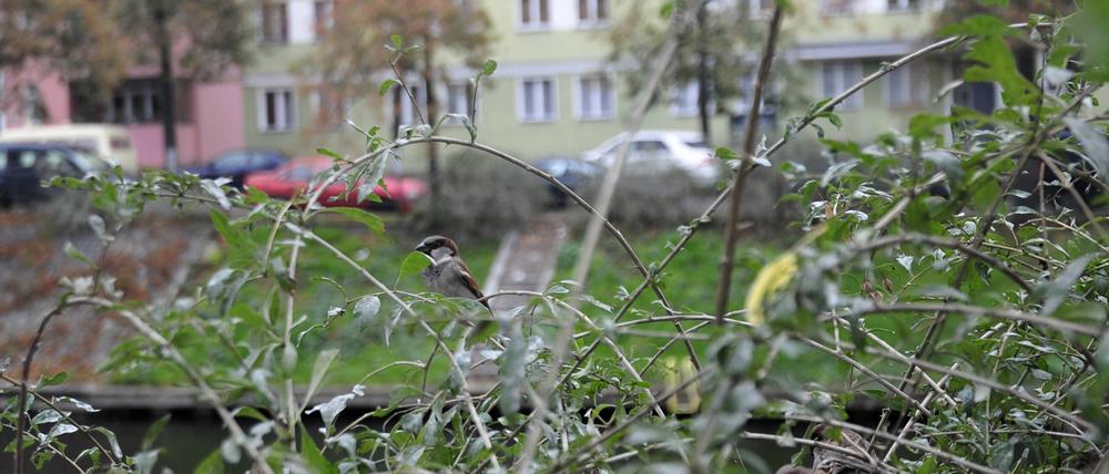 Am Weigandufer im Berliner Bezirk Neukölln wurden Sträucher gerodet, in denen bislang viele Spatzen lebten.